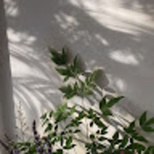 Meet your Posher, Gracie